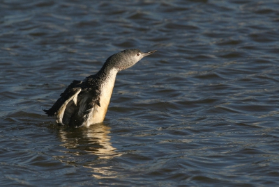 Deze zwom in de haven druk aan het duiken en veren poetsen.
20d  sigma 500mm 4.5