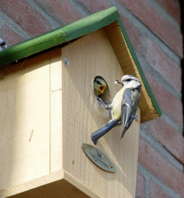Vogelhuisje achter onze woning. Pimpel kwam regelmatig voeren. Vanaf ons terras, zonder tele genomen.