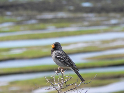 Here the birds were better to be approach than anywhere else in Patagonia