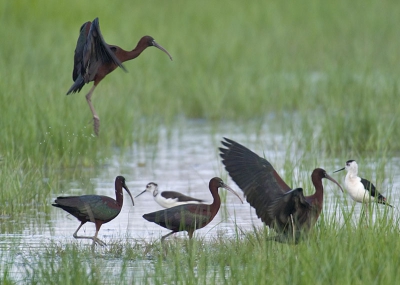 <i class='fa fa-user'></i> hans gebuis | Zwarte Ibis  <i class='fa fa-eye'> 737</i>  <i class='fa fa-thumbs-up'> 5</i>   <i class='fa fa-comment-o'> 0</i>