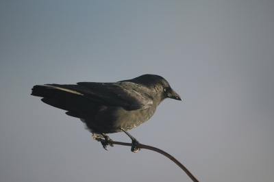 1/500 F7.1 500mm ISO200 vanaf statief