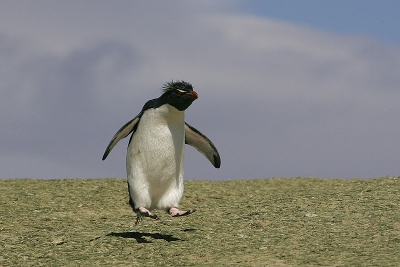 De eerste van een serie pinguin-opnames.
Op de Falklands maar liefst zes soorten pinguins gezien waarvan dit een van de meest algemene is.
Deze opname had ik al langer in gedachten: eentje die zijn (engelse) naam eer aan doet: Een rockhoppende rockhopper.
Binnenkort meer pinguinplaatjes.
Jack
http://www.dwaalgast.nl