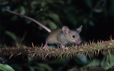 Huub, deze muis was 's nachts zeer behendig klimmend te vinden in een vuurdoorn. Ik heb het diertje ondekt omdat ik het enorme sprongen zag maken maken, o.a. vanaf een "peanutfeeder", en dat het opviel dat hij erg grote stevige achterpoten had, breed uitstaande grote oren, grote ogen en een zeer lange staart die het gebruikte bij het klimmen. Om het beestje af te remmen voor fotografie heb ik tussen 2 favoriete struiken de verbinding weggehaald en deze rozentak als brug geplaats. Het was verbazingwekkend hoe snel en behendig dit diertje deze hindernis nam. Op basis van deze observaties ben ik uitgegaan van een bosmuis, zie dus ook deze foto. Wat betreft kleuren ben ik het met je eens dat deze afwijkend zijn, echter een jonge bosmuis heeft nagenoeg dezelfde kleur als een huismuis....Graag commentaar. Groeten. Arie