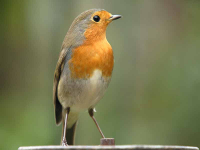 Rodborst in de tuin. Menne (uit Willemsoort) deze is gemaakt met jouw telelens!