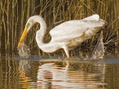 Ik ging voor het eerst mijn nieuwe fotoaparatuur uitproberen, vlak bij huis. Daar stuite ik al gelijk voor mij op een onbekende Mooie vogel. Achteraf blijk het een Grote Zilverreiger. Dit is mijn eerste upload, ben benieuwd wat de experts er van vinden. Hij is redelijk gecropped 1/3 van orgineel. Geg: Canon 400D, 300mmL, 1,4X tc, 1/800 sec, f5,6.