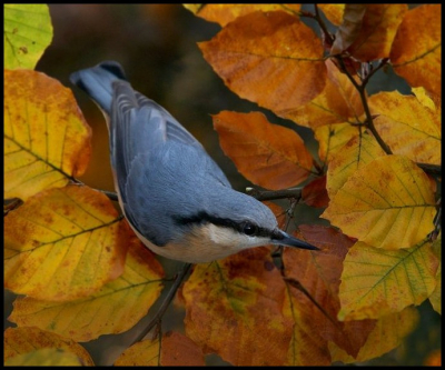 Against a backdrop of Autumn beech leaves, in my garden. D100 Sigma 100-300f4