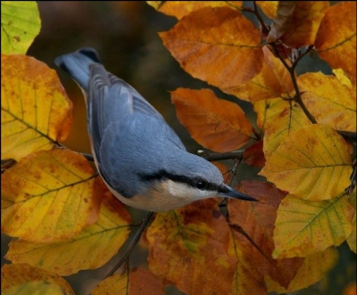 Nikon D100 Sigma 100-300mm. Through kitchen window.