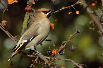 Het blijven gewoon hele mooie vogels, kan er geen genoeg van krijgen ... maar dit is de laatste die ik post (voorlopig dan ;-).
Met enig geduld (eindelijk!) op ooghoogte en op korte afstand kunnen vastleggen. Vooral het oog komt hier fraai naar voren (en is dus niet zwart, wat je meestal ziet).