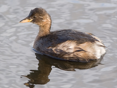 Van uit de vogelhut. Lens 300 mm TC 1,4 - 1/250 s - f5,6 - ISO 400