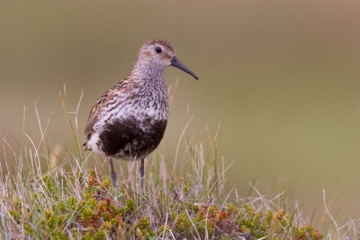 Beetje statische foto van Bonte Strandloper maar misschien toch aardig.