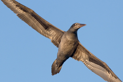 Daar de vleugelpunten er niet helemaal op stonden heb ik voor deze uitsnede gekozen. Ben benieuwd wat jullie er van vinden nu de vogel zo prominent in beeld staat.

Canon Eos 20D en 400mm f/5.6L USM
f/6.3 - 1/800s - 400 iso