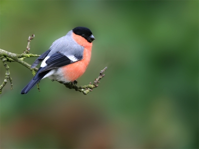 Frank, dit is een van de 2 mannetjes die bij mij thuis het hele jaar rond bijna dagelijks te zien zijn. Een van de mannetjes broedt bij de buren in de tuin. Kan je hier wat mee? Ik zal wat overige goudvinken foto's van de onlangs genomen goudvinken (mogelijk 1 ervan een trompetter) naar je emailen. Groeten. Arie