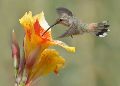 Terug van vakantie in Peru en Chile. hebben een mooie tijd gehad met veel vogels. 
dit is er een van. wat een geweldige beestjes die kolibries maar zo verschrikkelijk snel en ze zitten bijna nooit stil. Het was een heel karwei maar deze staat er toch mooi op al zeg ik het zelf.
meer van de trip op onze website:
http://www.pbase.com/tonbenrob/peru__chile_trip_october_2006