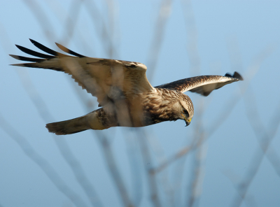 Hier een foto waar hij achter de takken vloog. Wel full frame zonder dat er wat weg viel. (zie eerder geplaatste foto).