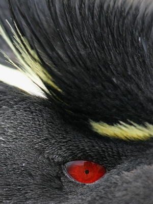 Detail van een Rockhopper.

Jack
http://www.dwaalgast.nl