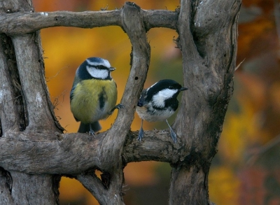 Lucky to get the two together ! One of several hundred attempts. D100 Sigma 100-300f4