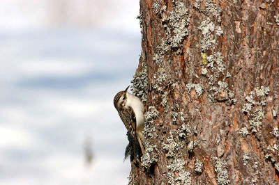 This photo was taken Spring 2006. I was waiting for birds to come in my feeding place, when this treecreeper suddenly flew to a tree next to me. What can you do. Just take photos and enjoy.