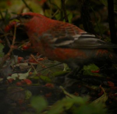 Ik krijg mijn meeste foto`s niet scherp of ik moet er bovenop zitten met uitstekende weersomstandigheid.Ik ben pas met 
digiscopen begonnen en weet er zo goed als niets ervan af,dus alle raad is welkom.
