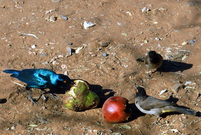 Het overrijpe fruit dat tijdens de lunchpauze door de kok van onze truck was weggegooid, was een heerlijk maaltje voor enkele nogal schuwe vogels.