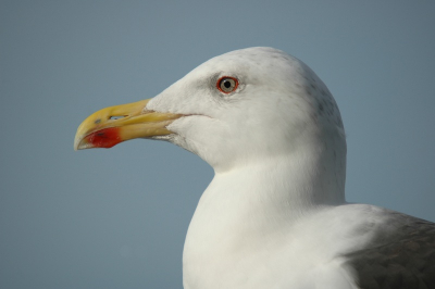 Omdat er nog geen close up's op BP staan en deze meeuw toch wel hele mooie ogen heeft.