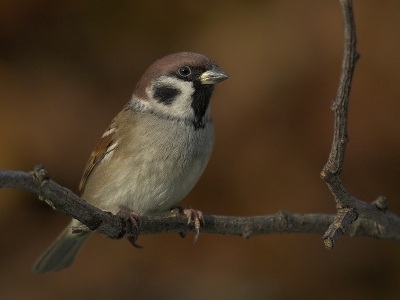 Dit vind ik het mooiste licht om vogels in te fotograferen . Dus toen de zon net een heel klein beetje door de bewolking drong ben ik in mijn tentje gaan zitten wn kwam deze mus in het gefilterd zonlicht zitten met op de achtergrond een beukenhaag.