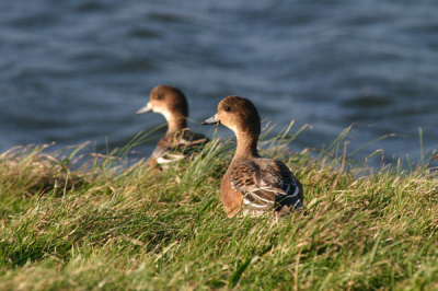 Eindelijk eens tijd om vogels te fotograferen. Het lijkt net alsof je het spiegelbeeld van de smient ziet, wat ik een leuk effect vind op deze foto. Ze zaten precies hetzelfde.
Foto genomen vanuit de auto met een Tamron 28-300 en EOS 300D.