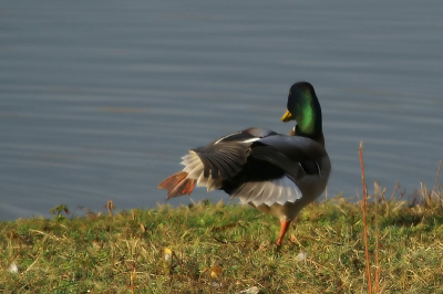 Deze wilde eend werd wakker en begon met zijn rek en strekoefeningen