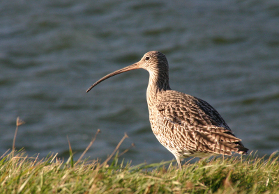 Afgelopen zondag was de eerste keer dat ik vanuit de auto foto's heb geprobeerd te maken van vogels. Ik ben zelf wel blij met dit resultaat van deze wulp. Een soort die ik nog niet eerder heb gefotografeerd.