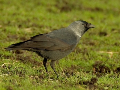 Gisteren een eind rondgereden maar wat vogels betreft was het erg rustig. Dan maar een Kauwtje fotograferen want je wilt niet met een leeg kaartje thuiskomen toch? :-)