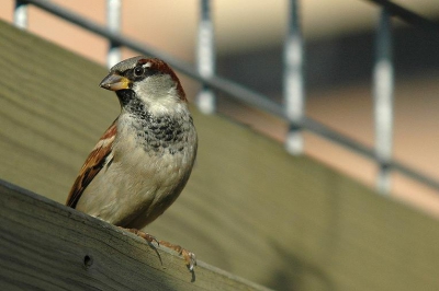 Ik heb er nog maar eentje uit mijn huismussen collectie gedaan uit de tuin.
In zijn eigen biotoop.
Nikon d70s 300mm.