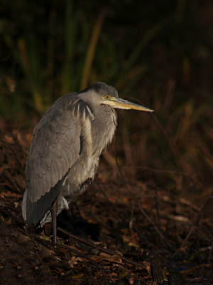 Toch weer eens een foto plaatsen na een lange afwezigheid, deze reiger had er echt zin in en bleef eindelijk eens zitten. Canon Eos 20D icm Canon 75-300mm. Voor meer foto's kijk op http://web.mac.com/straqontwerp