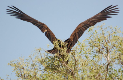 Tijdens het fotograveren van etende leeuwen landde deze gier inde boom boven ons. Mijn eerste foto op deze site, ben erg nieuwsgierig naar reacties