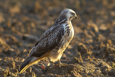 laatste buizerd in een serie van drie
allen gemaakt in doetinchem
rond 15.00 uur