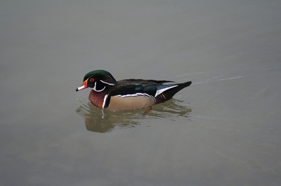 Zwom op het Donaustuwmeer bij Ingolstadt (D). Op dezelfde plek ook nog een tafeleend en een kuifeend gezien.
Getrokken met Canon EOS 350 D, 300 mm x 1.6