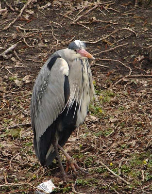 Vind dit een grappig beeld leeg pakje sigaretten en een reiger die me met zo,n betrapte blik aankeek .
Zodat je bijna zou gaan denken dat ie dat pakkie peuken heeft opgerookt