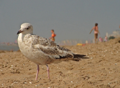 Zomers hier op strand wordt je omringd door bietsende meeuwen .