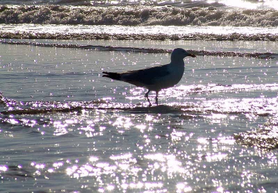 Zal technische wel het n en ander mankeren .
Maar vind dit zelf de mooiste meeuwen foto die ik heb gemaakt .
Ben dol op die twinkellichtjes in de zee