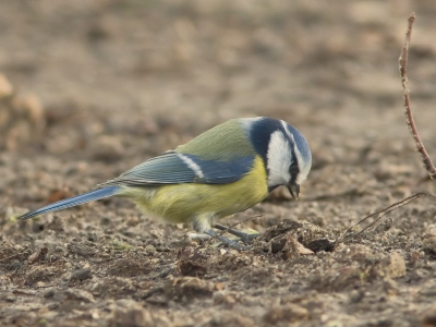 Een aantal soorten mezen waren druk aan het zoeken onder   beukenbomen of er nog wat eetbaars te vinden is.