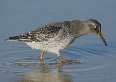 Deze Paarse Strandloper stapte haastig voorbij de lens, en dwong me vliegensvlug de converter af te nemen zodat ik hem nog net in beeld kreeg! 

Canon 30D EF500mm F4 IS  Tv 1/1250 Av 5.6 ExC-1/3 ISO200 op rijstzak op de deur van de wagen