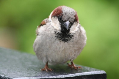 Een aantal brutale mussen had het voorzien op het eten van de mensen op het terras. Ze bleven echter oplettend en op gepaste afstand. Maar zat je even niet op te letten, dan kon het maar zo zijn dat het koekje bij je koffie verdwenen was.