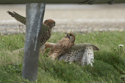 Nog een foto van de twee vechtende torenvalken; ze vlogen enkele meters door en kwamen jammer genoeg net achter de paal uit. Toch vind ik het een mooie actieplaat.
EOS 20D+EF100-400, vanuit de auto met rijstzak.