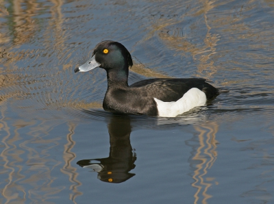 Met het blote oog is het zo'n mooie vogel, maar waarom is het fotograferen zo moeilijk\/
\is dat het zwart, of het sterke zwart wit contrast?