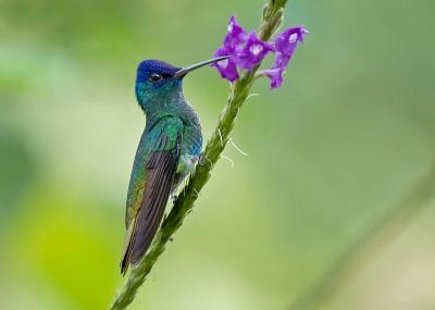 Bij amazonia lodge hebben ze wat planten met bloemen staan waar deze soort veel op af komt. ben hier de middag bezig geweest met het maken van foto's een in vlucht is heelaas niet gelukt, maar ik vind deze zittende ook erg mooi geworden door de kleuren en de bloem.
meer op:
http://www.pbase.com/tonbenrob/peru__chile_trip_october_2006