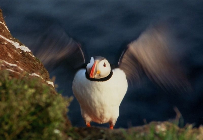 Het ultieme hoogtepunt van de reis naar IJsland. De papegaaiduikers waren zo enorm dichtbij en met zoveel! Een fantastische ervaring.