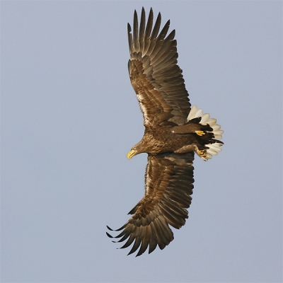 Mijn eerste upload op BP.  Martijn, Rypke en Peter bedankt voor de heerlijke week.  En Peter natuurlijk ook nog bedankt voor de Photoshop uitleg.
600mm  F/8  1/1250sec  +0,7  ISO250