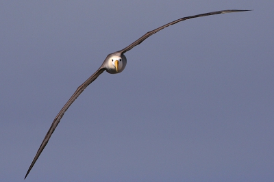 Galpagos Albatros op zoek naar een plek om te landen op Isla Espanola. (mijn eerste foto op Birdpix).