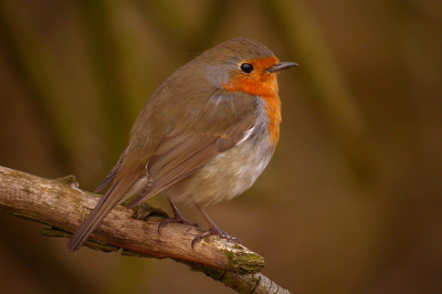 Deze foto is als 19 geeindigd in de "Digiscoper of the year 2006" competitie van Swarovski. Natuurlijk ben ik apetrots op deze plaats. De gewonnen prijs zal worden besteed aan een nieuwe camera. De Fuji Finepix E900. De nummer 1 komt ook uit Nederland. Groet Sarah Schipper.

Swarovski ATS80HD + Coolpix 4500
F 4,3 1/64 sec. ISO 100