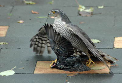 Op deze druilerige zondagmorgen fotografeerde ik vanuit de kamer de vele vogels in mijn tuin. Ik fotografeerde een spreeuw en nog geen 2 seconden later lag hij in de klauwen van de sperwer.
De foto is niet perfect scherp (door de ruit van de kamer) en de achtergrond van tegels van het terras is ook niet ideaal, maar ik vind hem toch de moeite van plaatsing wel waard.