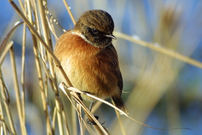 Met rust en geduld is (bijna) elke vogel dicht te benaderen, ook zonder schuilhut. Deze man Roodborsttapuit liet zich op minder dan 3 meter benaderen (of beter gezegd: de fotograaf liet zich in dit geval tot minder dan 3 m benaderen). NB. Deze foto is niet gemaakt met een zaktelefoon en de vogel noch de fotograaf werd verstoord :-)