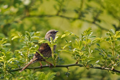 In de tuin van mijn ouders vlogen ze af en aan naar de tuin van de buren, waar ze vermoedelijk een nestje aan het bouwen waren. Af en toe hielden ze even halt in onze tuin op uitkijk naar de tuin van de buren.